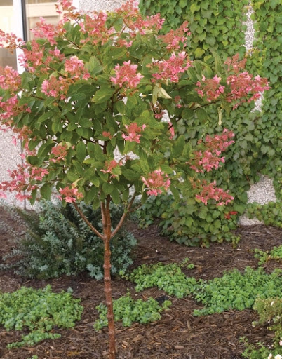 T.G. Hydrangea Quickfire